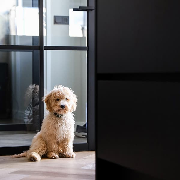 goedkeurende blik van de waakhond