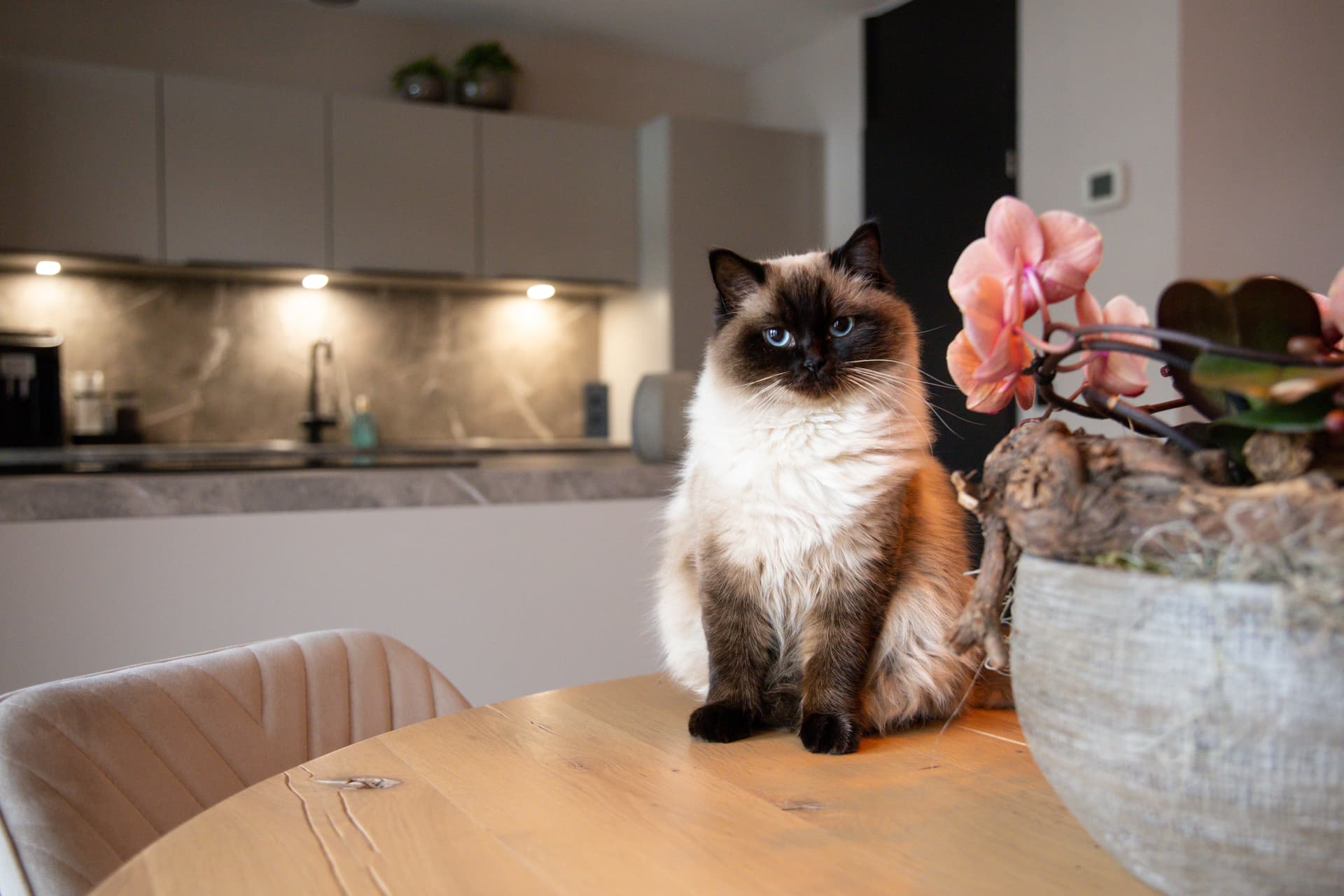 De keuken van Liza en Björn00016.jpg Kat op de keukentafel